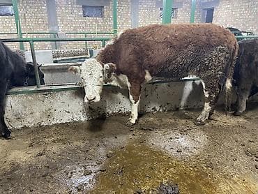 Зоотовары: Продаю | Тёлка | Герефорд | На откорм, На забой, Для разведения | Отела не было, Привязанные — 2