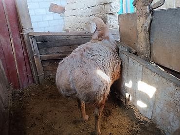 бройлер тушки: Продаю | Баран (самец) | Арашан | Для разведения | Осеменитель — 3