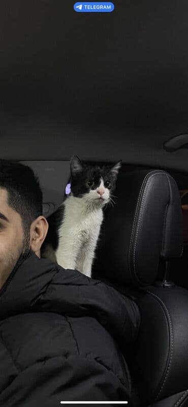 Кошка даром: Беспородная, 4 месяца, Девочка, Приучена к лотку