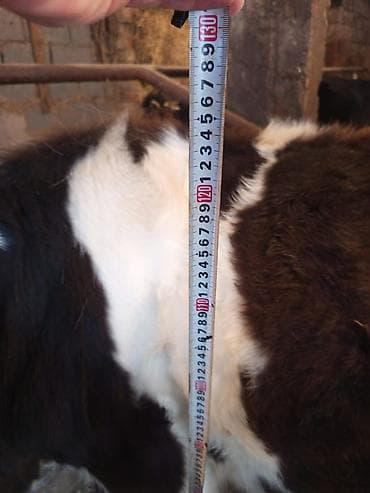 романовский бараны: Продаю | Тёлка | Полукровка | На откорм | Искусственник — 1