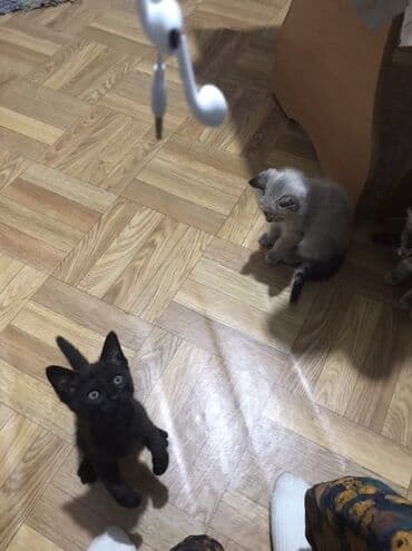 щенки охотничьих собак: Кошка даром: Беспородная, 2 месяца, Мальчик, Приучена к лотку — 5