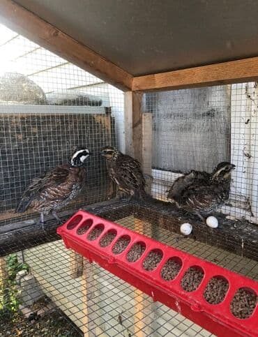 куры оптом: Продаю | Куры, Петух — 3