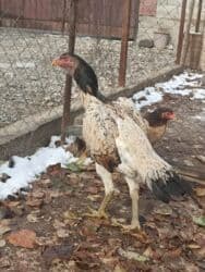 оборудование для кур: Продаю | Куры — 4