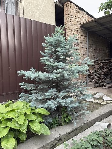 куплю голубой ель: Ель голубая (Picea pungens ‘Glauca’) для озеленения участка. - — 1