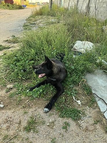 Собака даром: Дворняжка, 7 месяцев, Самец, С прививкой at lalafo.kg Собака даром: Дворняжка, 7 месяцев, Самец, С прививкой