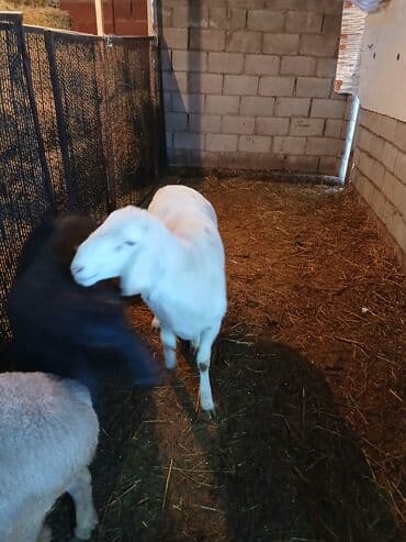 ош кошки: Продаю | Баран (самец) | Арашан | Для разведения — 4