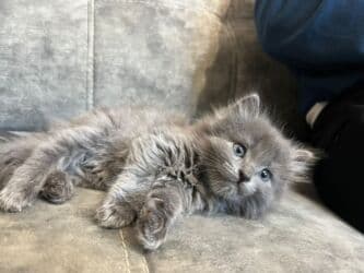 британская короткошёрстная кошка цена: Скотиш Страйт (Шотландская прямоухая), 1 месяц, Девочка, Серый, Метис, Приучена к лотку — 2