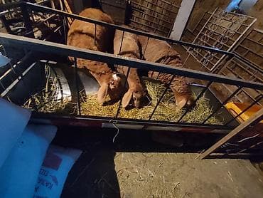 союш кой: Продаю | Овца (самка) | Для разведения — 2