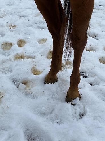 кона: Продаю | Конь (самец) | Английская | Конный спорт | Племенные — 3