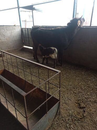 щенки бульдога: Продаю | Корова (самка) | Швицкая, Алатауская | Для разведения, Для молока | После отела — 1