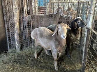 продажа щенков немецкой овчарки в бишкеке с документами: Продаю | Овца (самка) | Для разведения — 8