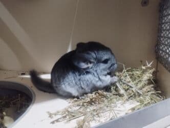 чилийская белка дегу: Продаю шиншиллу он ручной — 1