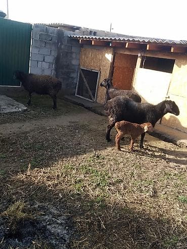 продажа коз: Продаю | Овца (самка), Ягненок, Баран (самец) | Для разведения | Котные, Матка, Ярка — 7