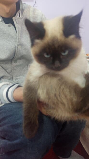 короткошерстная британская кошка: Сиамская, 4 месяца, Мальчик — 1