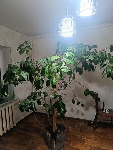 купить мицелий шампиньонов: Лимон — 1