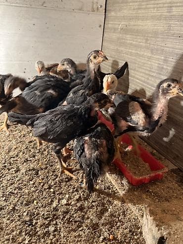 продаю курицы: Продаю | Цыплята | Для разведения — 2