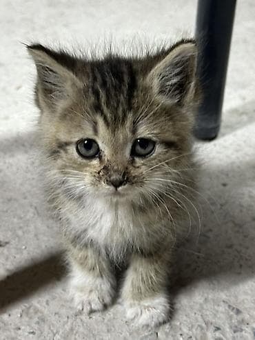 🐾 Ищем дом для 4 малышей. 🤍 Отдадим только в добрые, заботливые и