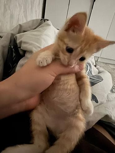 2 месяца, Девочка, Приучена к лотку
