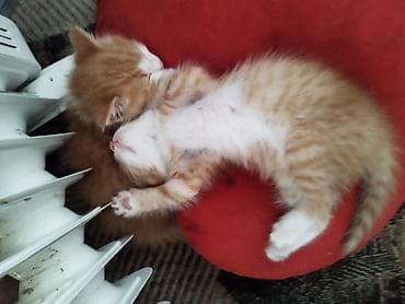 сиамские кошки котята: Милые домашние котята - Помёт из трёх малышей: два рыжих с белыми — 9
