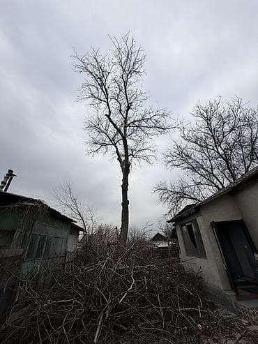 Дрова Самовывоз at lalafo.kg Дрова Самовывоз