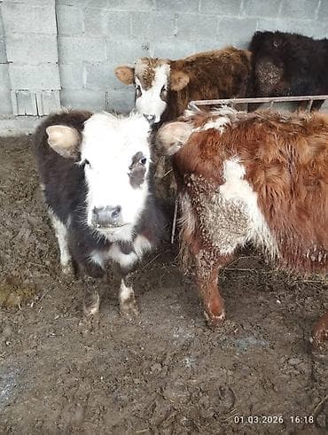 Коровы, быки: Продаю | Музоо, торпок | Полукровка | На откорм — 1