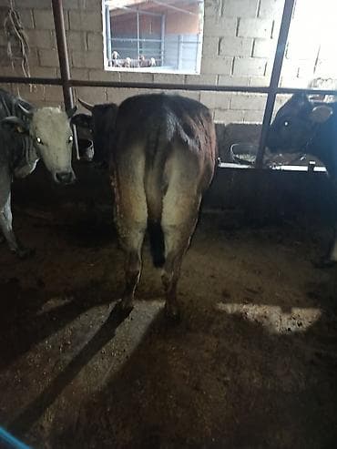 сасновка уй: Продаю | Корова (самка) | Для молока — 9