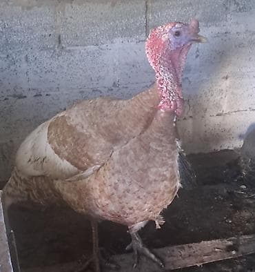 кормовые добавки: Индюк (домашняя индейка), мясное направление. - Окрас — 1