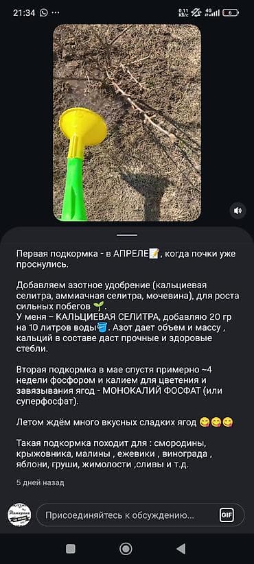 чихуахуа щенки: Продаётся щенок порода чихуахуа. Родители с родословной — 10