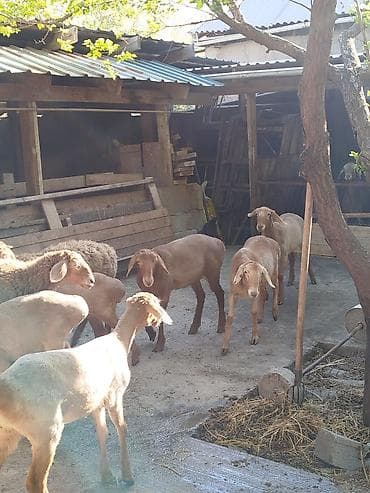 грызуны домашние: Продаю | Овца (самка) | Для разведения | Племенные — 3