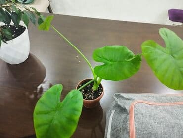 купи слона бишкек инстаграм: Алаказай — 2