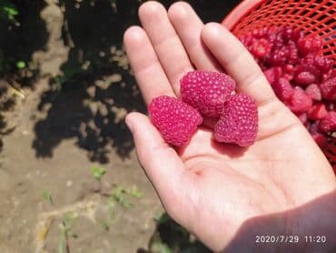 печь для отопления дома бишкек: Малинанын кочоттору сатылат!!! Сорт: Полька(ремонтантная). Кочоттор — 1