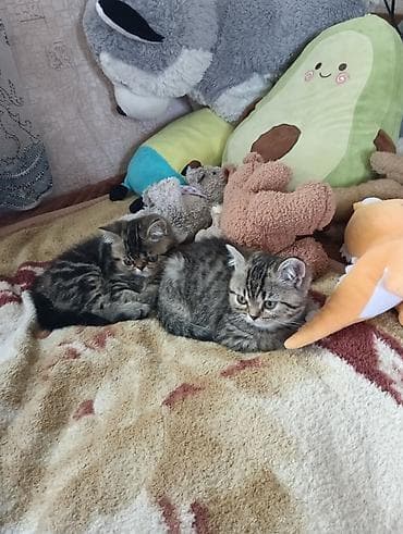 кошка бенгальская: Британские короткошёрстные котята в добрые руки — 3