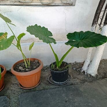 туя брабант бишкек: Продаю цветок — 1