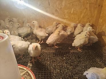 клетка для шиншилл: Продаю | Цыплята | На забой — 2