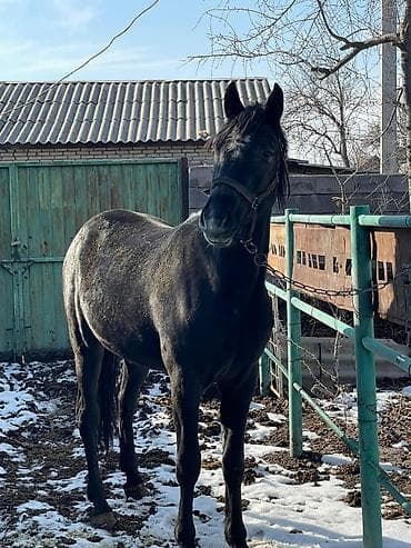 породистый теленок: Продаю | Жеребец | Конный спорт | Племенные — 10