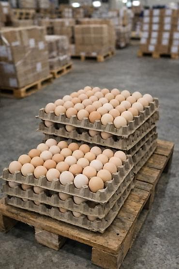 яйца инкубатор: Яйца куриные оптом. Поставки напрямую с фермы город Тараз Казахстан — 2