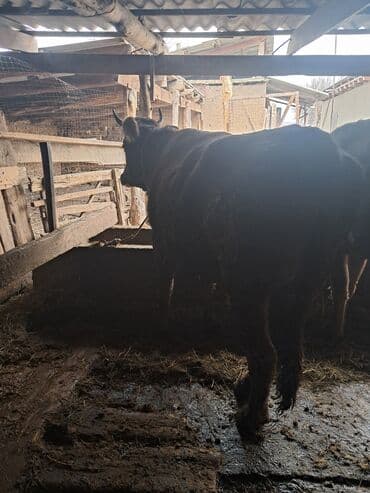 французские бульдоги: Продаю | Бык (самец) | На откорм | Привязанные — 3