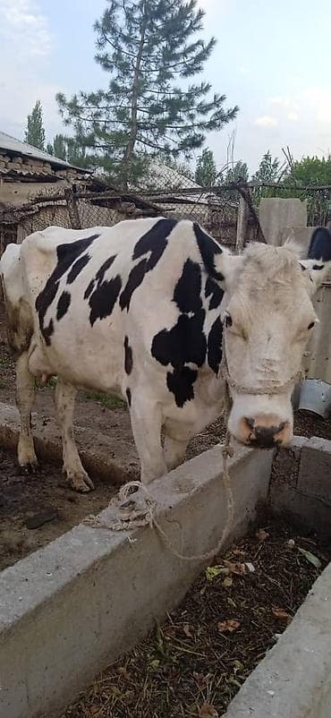 Продам с/х животных: Продаю | Корова (самка) | Голштин | Для молока | Привязанные — 4