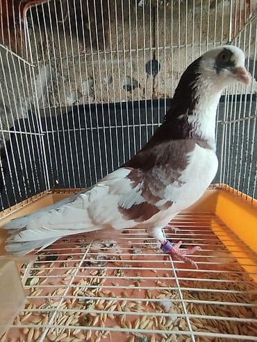 сколько стоят перепёлки: Продаю породистого бакинского голубя (самец). Птица крепкого — 3