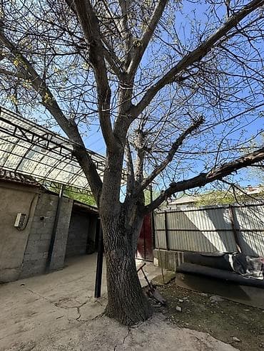 Дерево ореха, которое нужно срубить. Довольно большое дерево at lalafo.kg Дерево ореха, которое нужно срубить. Довольно большое дерево