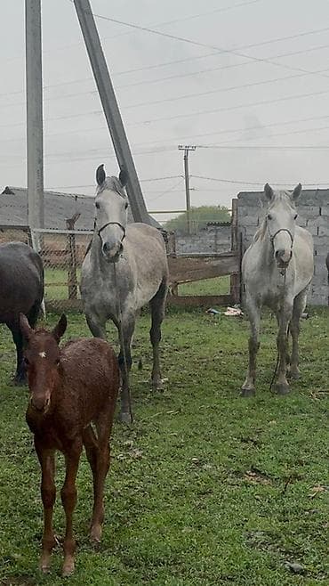 лучший ветеринар бишкек: Продаю | Кобыла (самка) | Рабочий — 2