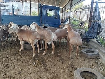 Продаю | Баран (самец) | Эдильбаевская | Для разведения | Ярка