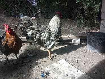 декоративный кур: Продаю | Петух | Для разведения — 1