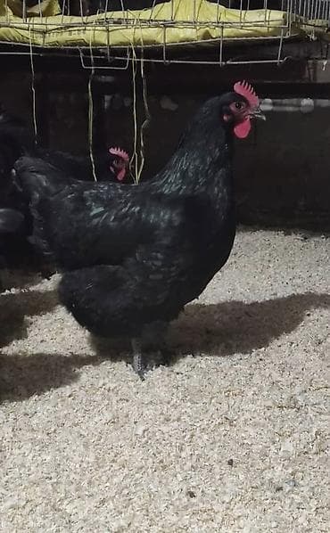 цыплят брама: Продаю | Куры | Для разведения — 1