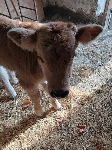 Продаю | Музоо, торпок | На откорм | Искусственник