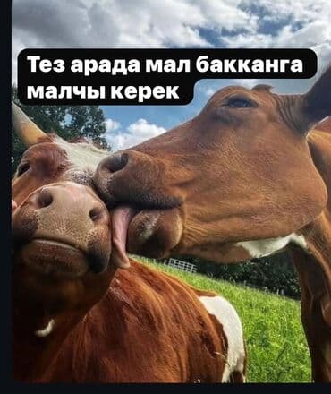 ищу работу вет врача: Требуется Скотник, Оплата Ежемесячно, Развоз — 1