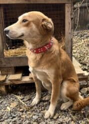 английский бульдог купить: Собака даром: Дворняжка, 1 год, Самка, С прививкой — 4