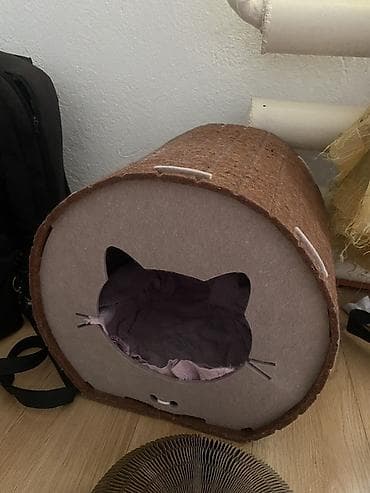 мышык: Скотиш Фолд (Шотландиялык шалпаң кулак), 6 айлык, Ургаачы, Лотокко барууга үйрөтүлгөн — 6