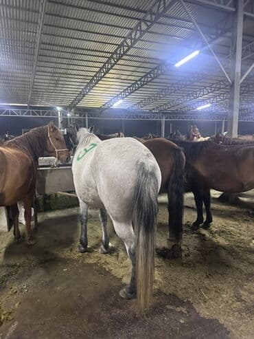 таза канду ат: Сатам | Бээ (ургаачы) | Союуга — 1