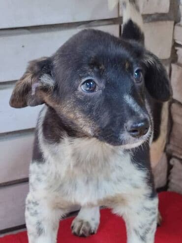 питомники собак бишкек: Ищем дом девочке. По достижении возраста гарантируем стерилизацию — 2